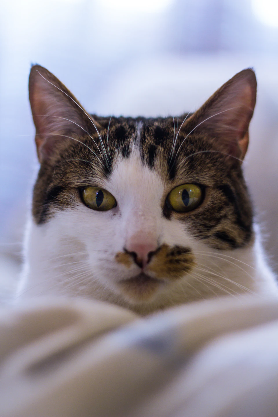 Brown and white cat looks directly at camera with curious gaze in close-up shot