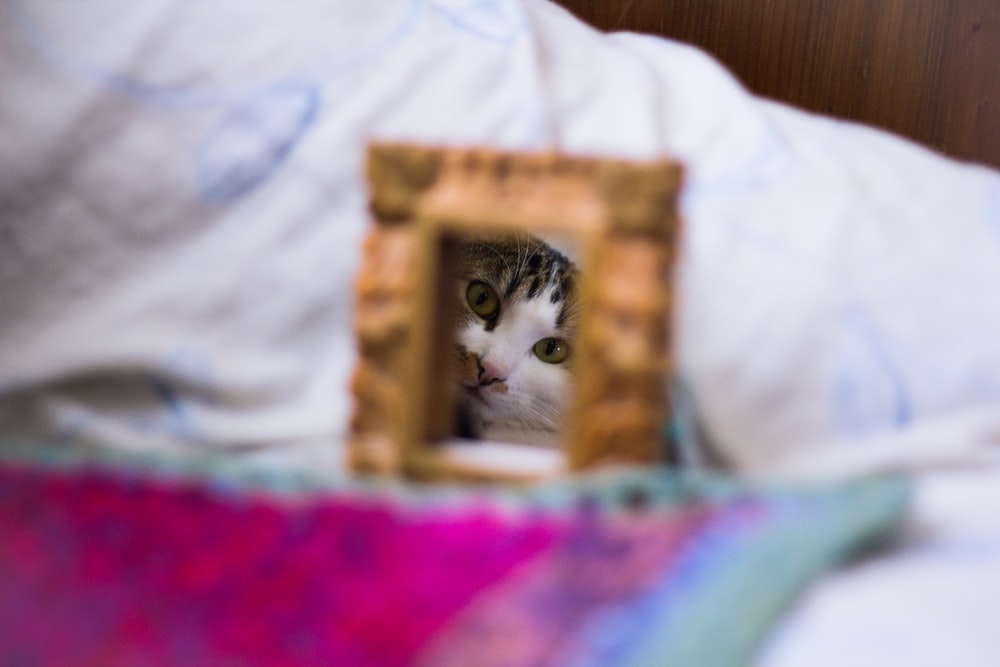 white and brown kitten printed textile