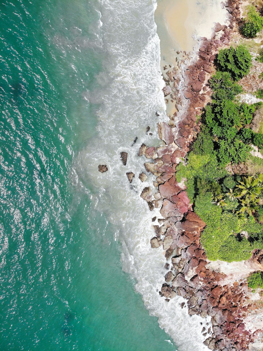 aerial view of green trees beside body of water during daytime