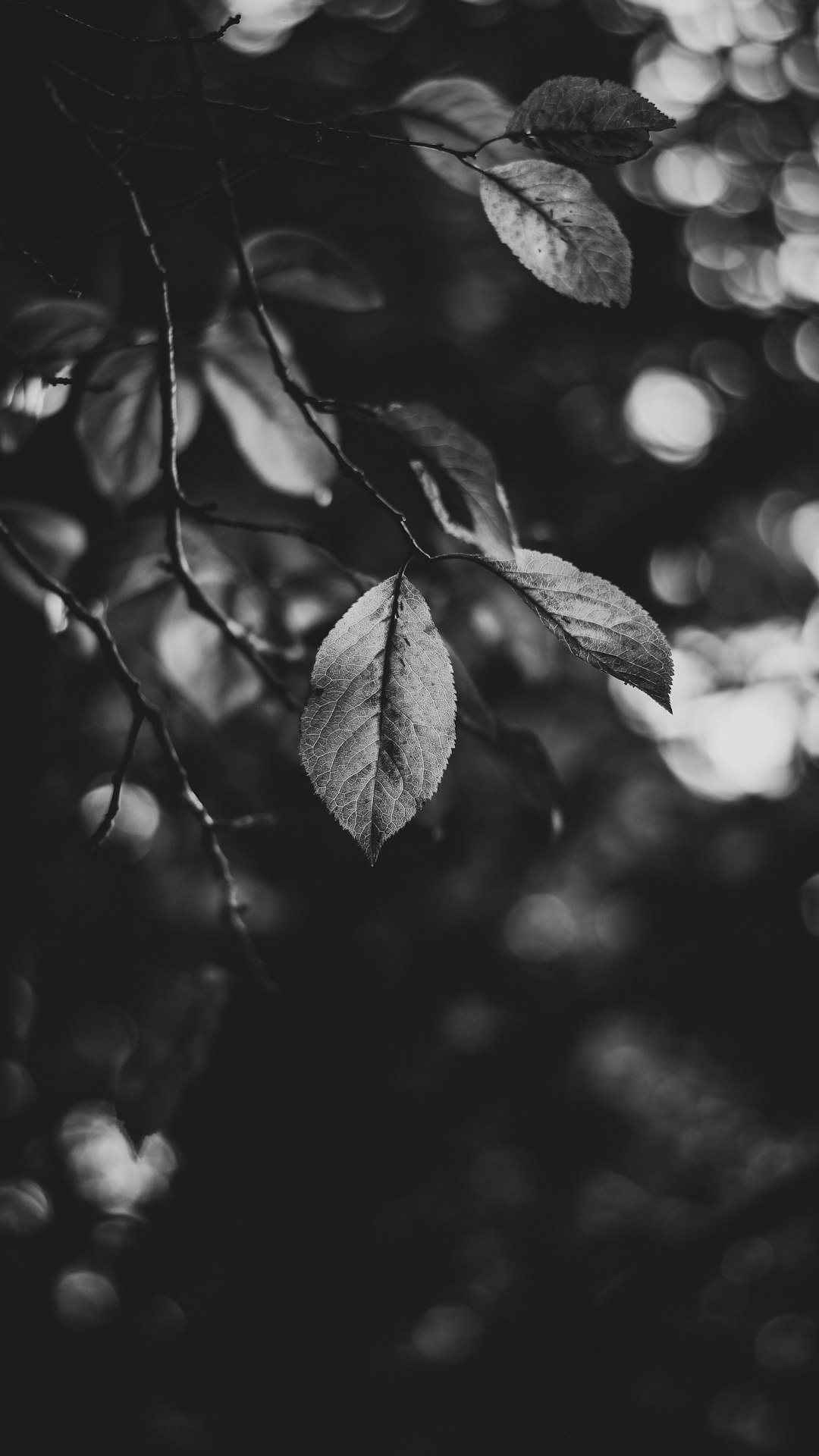 grayscale photo of leaves on tree branch