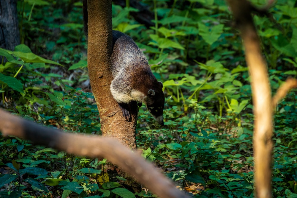 brown squirrel on brown tree branch during daytime