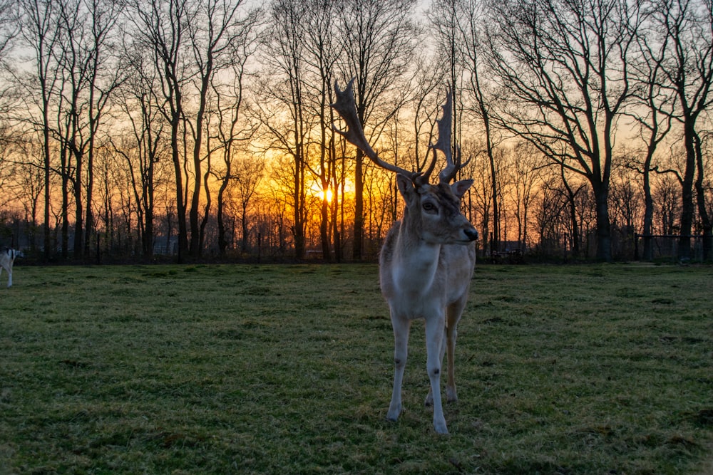 a couple of deer standing on top of a lush green field