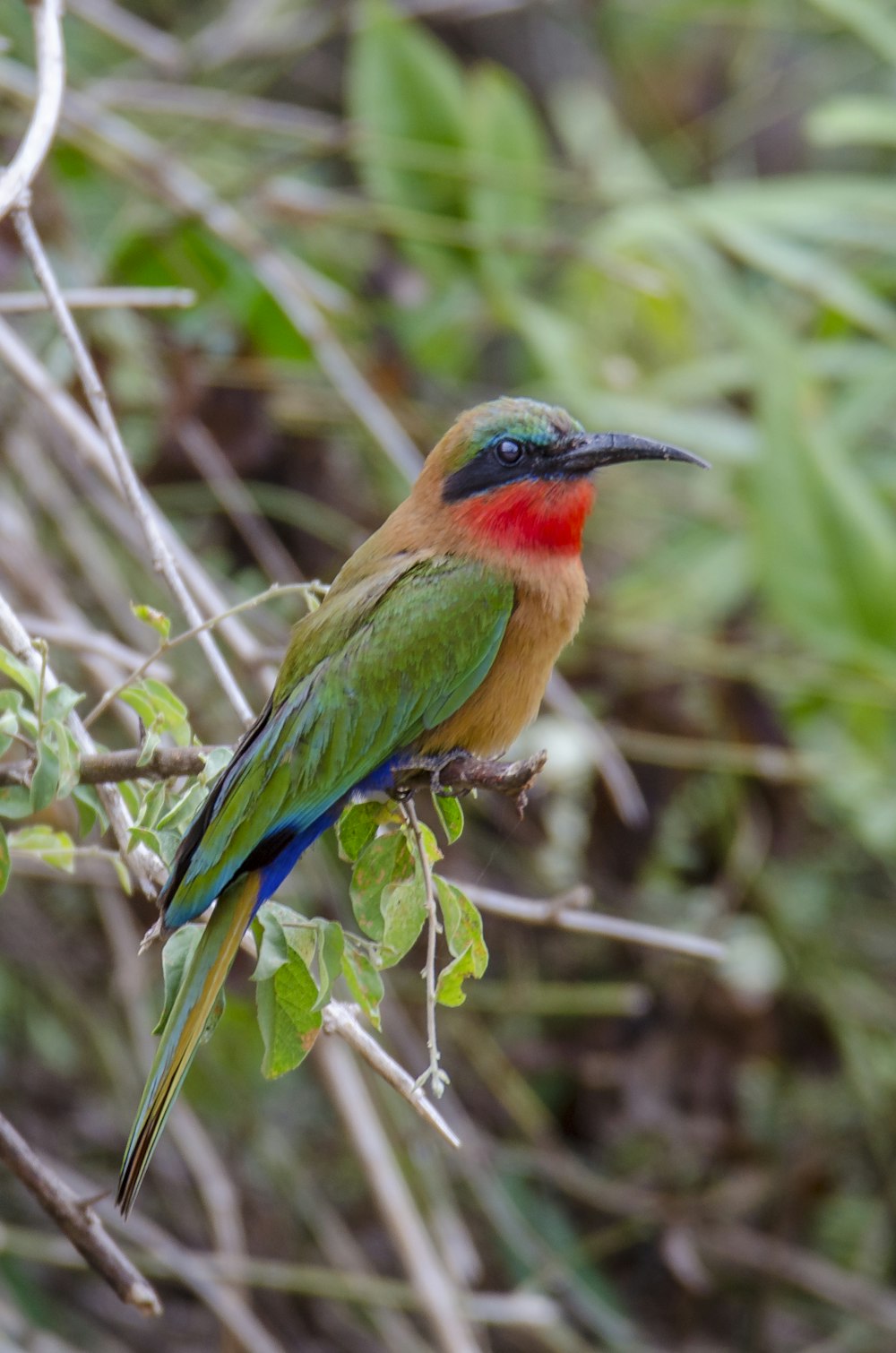 green and brown bird on tree branch during daytime
