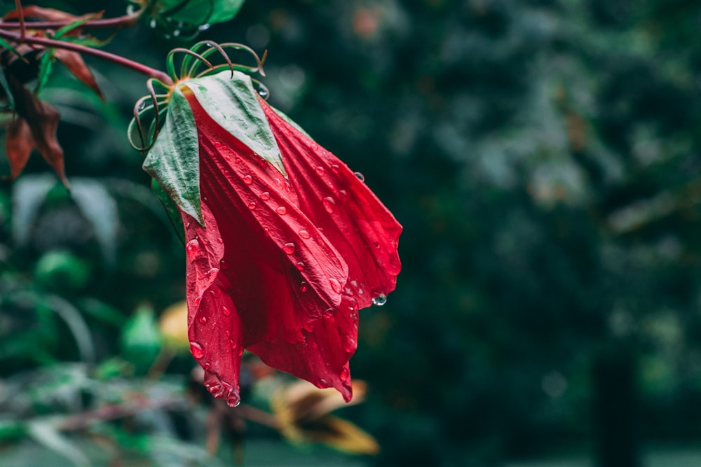 fiore rosso e bianco in lente tilt shift