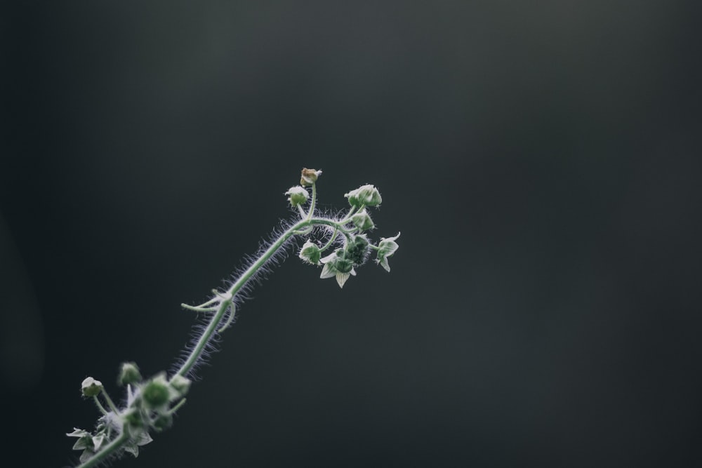 a close up of a flower on a stem