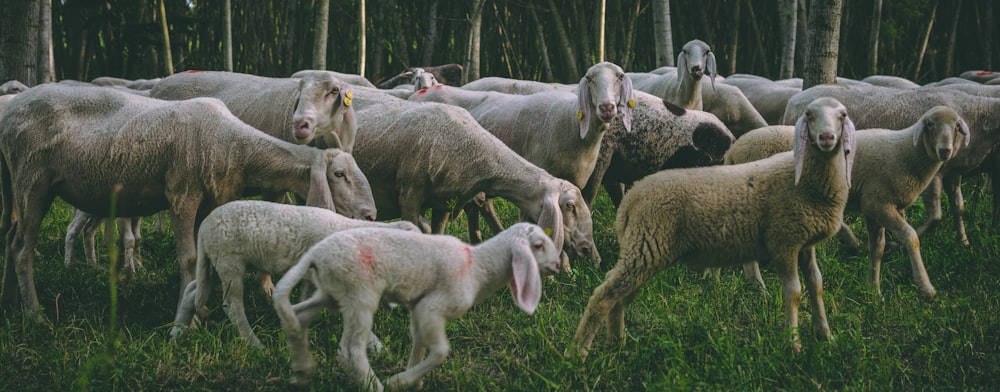 herd of sheep on green grass field during daytime