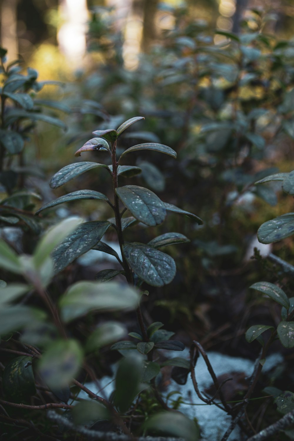 green plant with water droplets