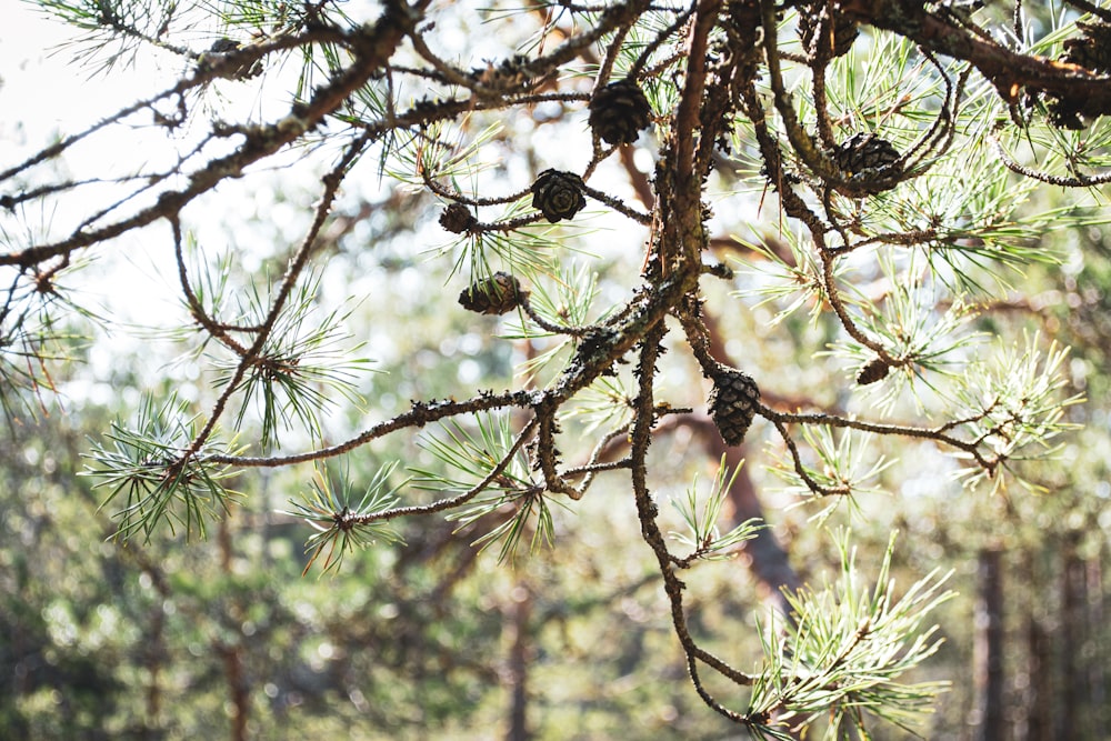 brown and black bird on brown tree branch during daytime