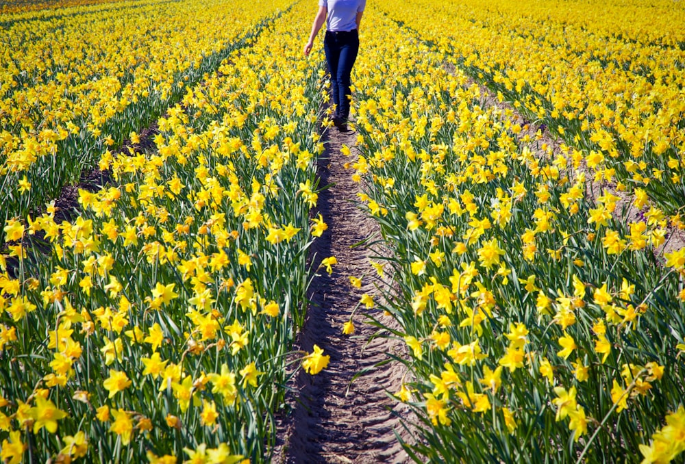 woman in white shirt walking on yellow flower field during daytime