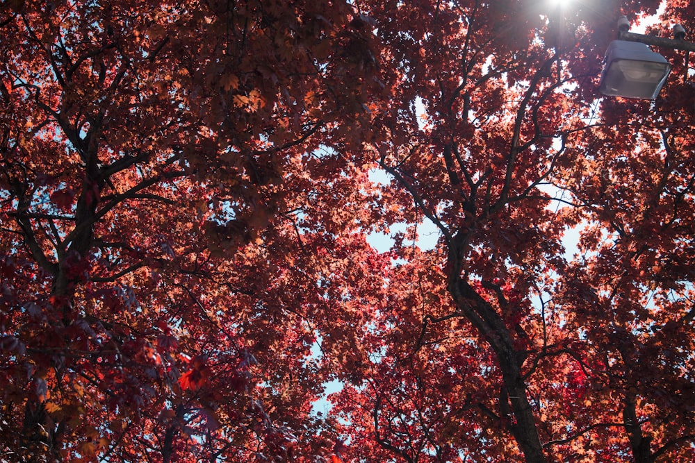 brown and red maple tree