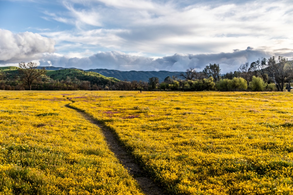 green grass field under cloudy sky during daytime