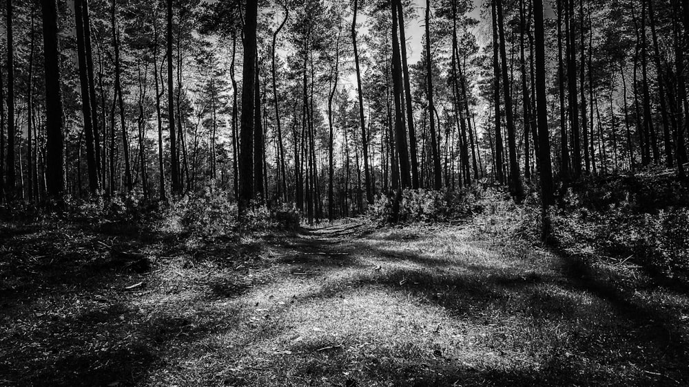 grayscale photo of trees on grass field