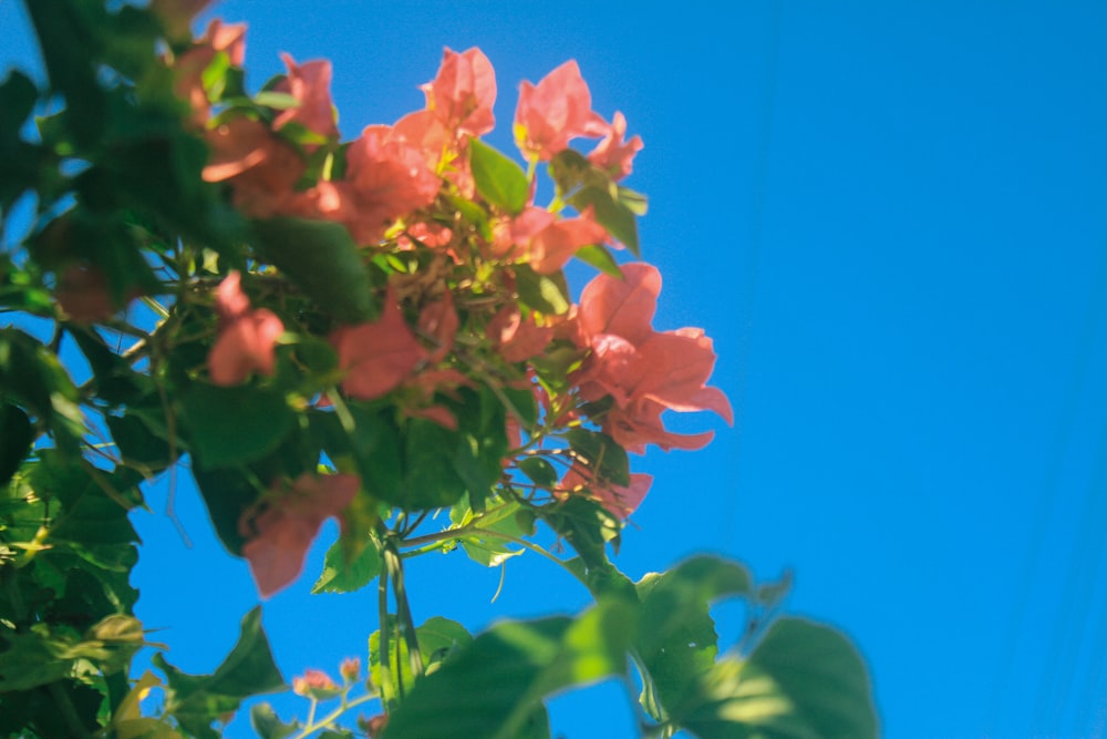 pink flower with green leaves