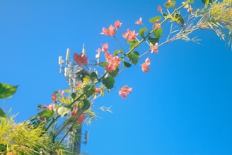 A clear blue sky serves as the backdrop for a mobile phone tower with antennas, partially obscured by a sprig of pink flowers and green leaves. The plants appear to be in the foreground, providing a contrast between nature and technology.