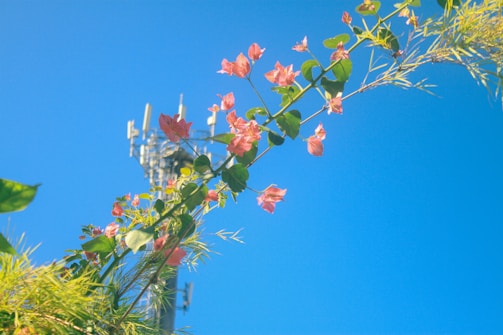 A clear blue sky serves as the backdrop for a mobile phone tower with antennas, partially obscured by a sprig of pink flowers and green leaves. The plants appear to be in the foreground, providing a contrast between nature and technology.