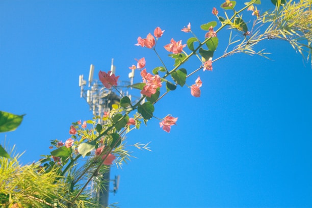 A clear blue sky serves as the backdrop for a mobile phone tower with antennas, partially obscured by a sprig of pink flowers and green leaves. The plants appear to be in the foreground, providing a contrast between nature and technology.