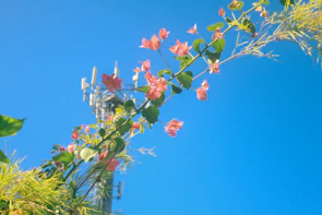 A clear blue sky serves as the backdrop for a mobile phone tower with antennas, partially obscured by a sprig of pink flowers and green leaves. The plants appear to be in the foreground, providing a contrast between nature and technology.