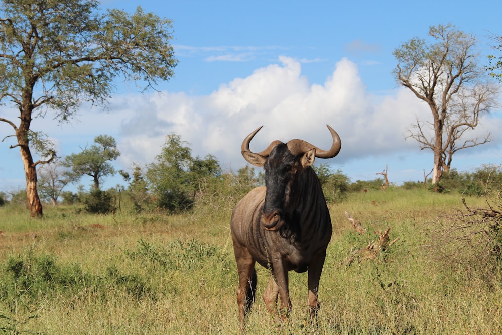 brown water buffalo on green grass field during daytime