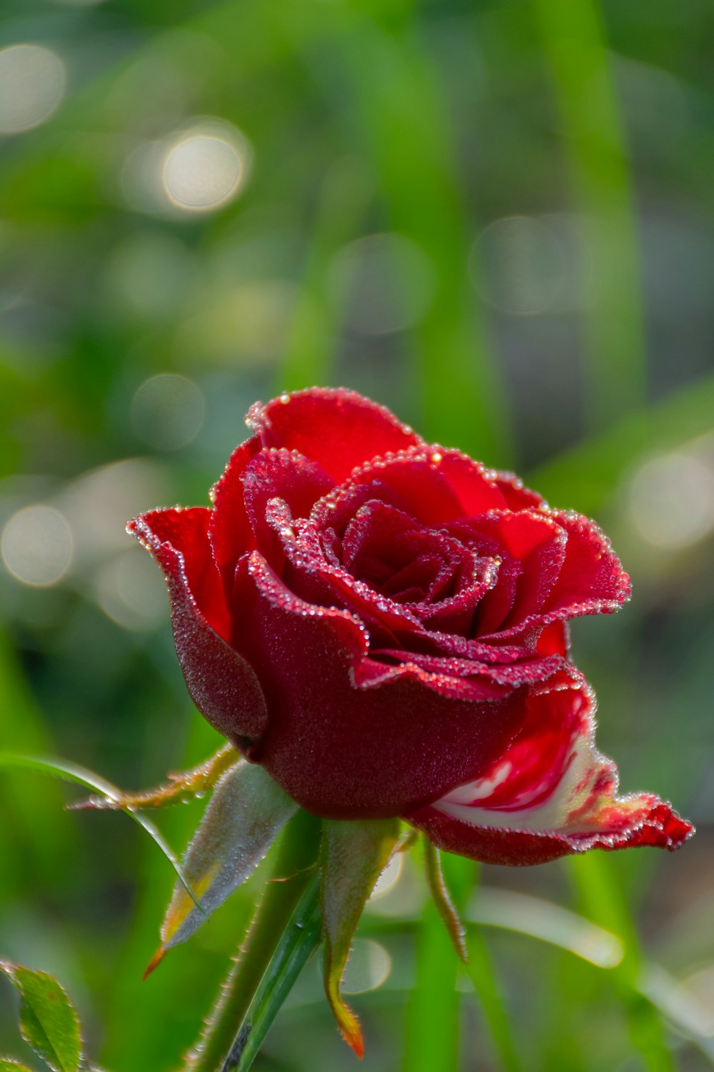 rose rouge en fleurs pendant la journée