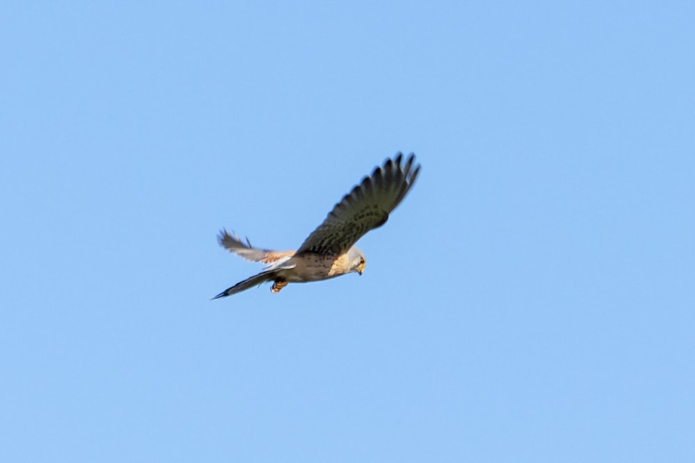 brown and white bird flying during daytime