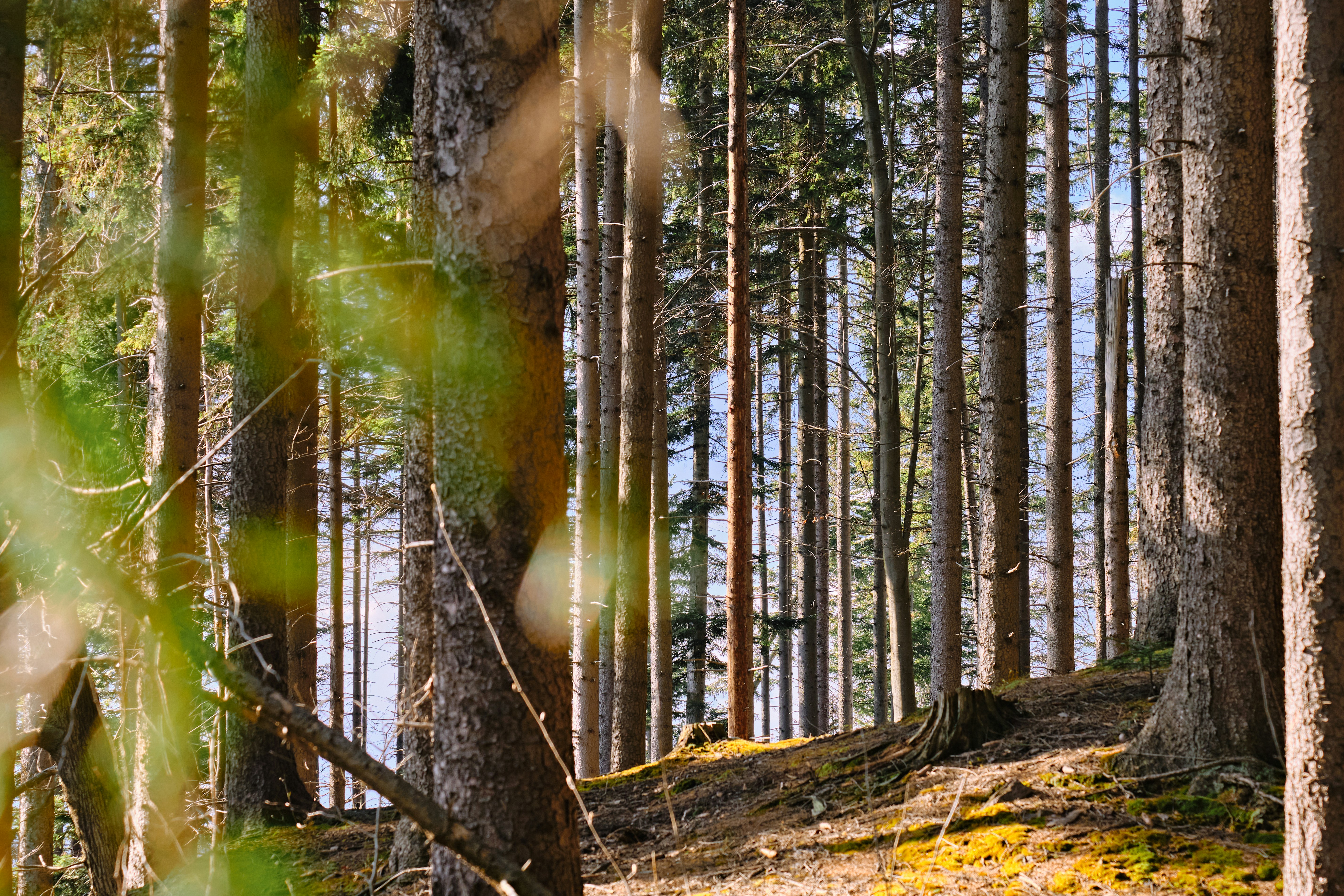 Photo by kristjankotar