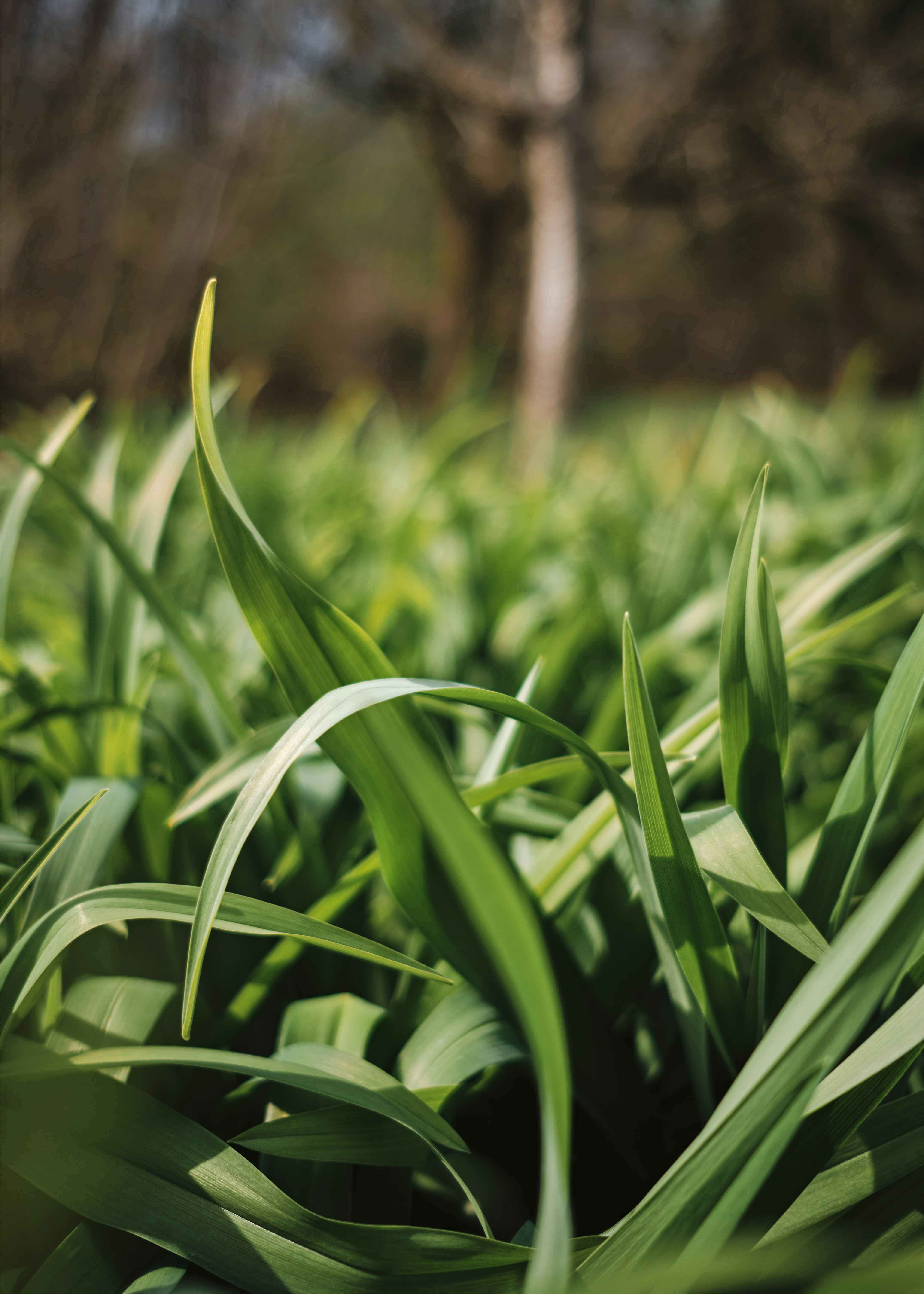 Photo by kristjankotar