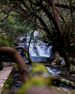 A picturesque forest trail leading to a hidden waterfall.