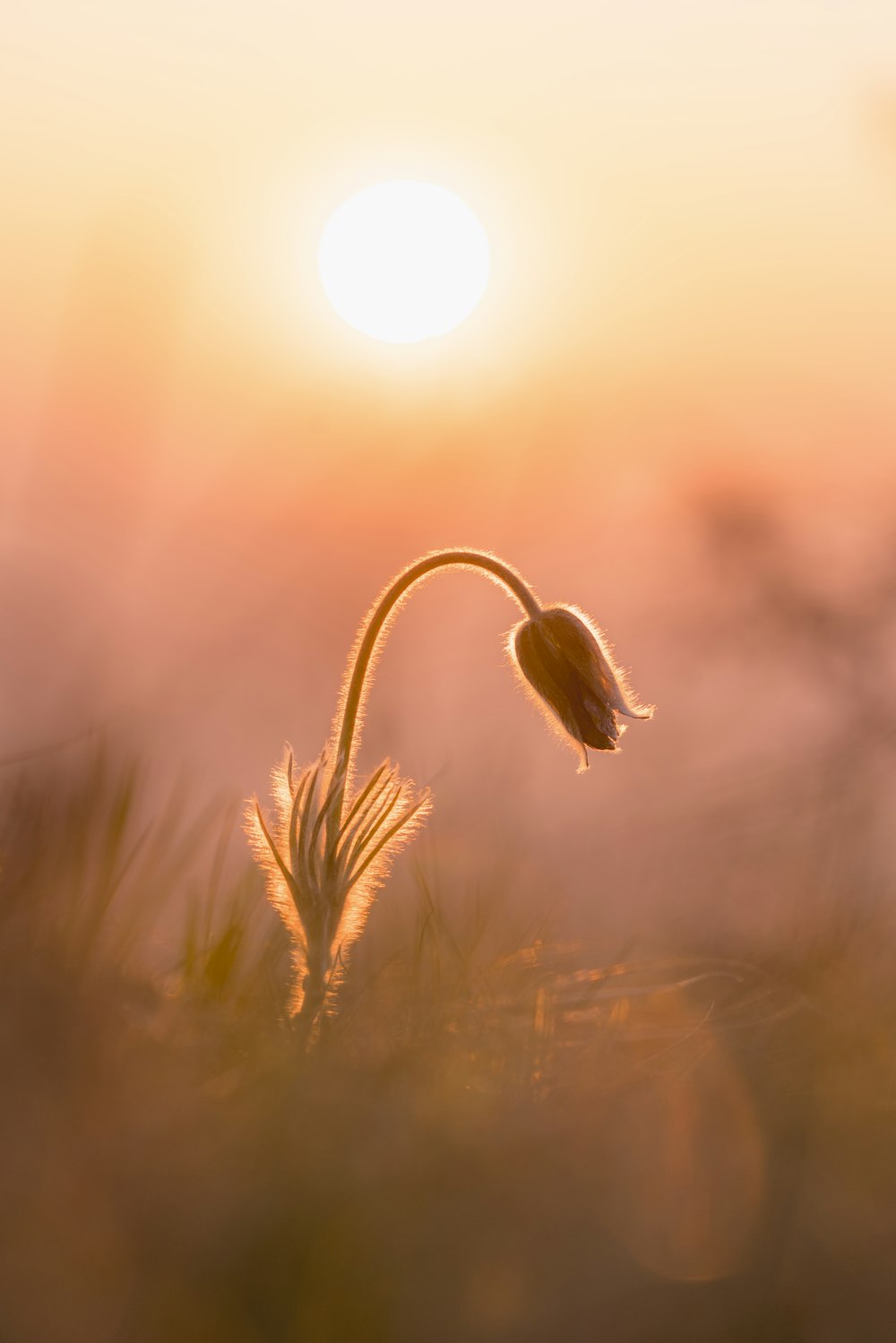 brown wheat in close up photography