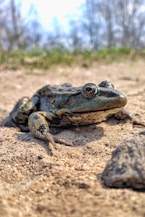 green frog on brown sand during daytime