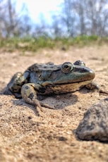 green frog on brown sand during daytime