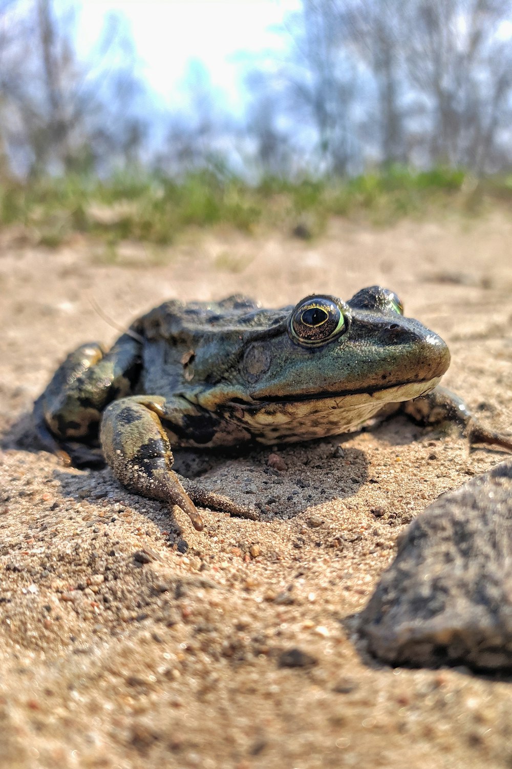 green frog on brown sand during daytime