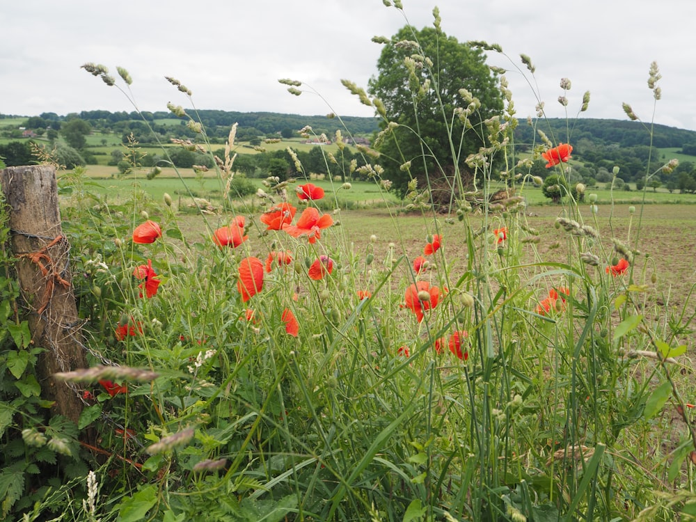 red flowers with green leaves during daytime