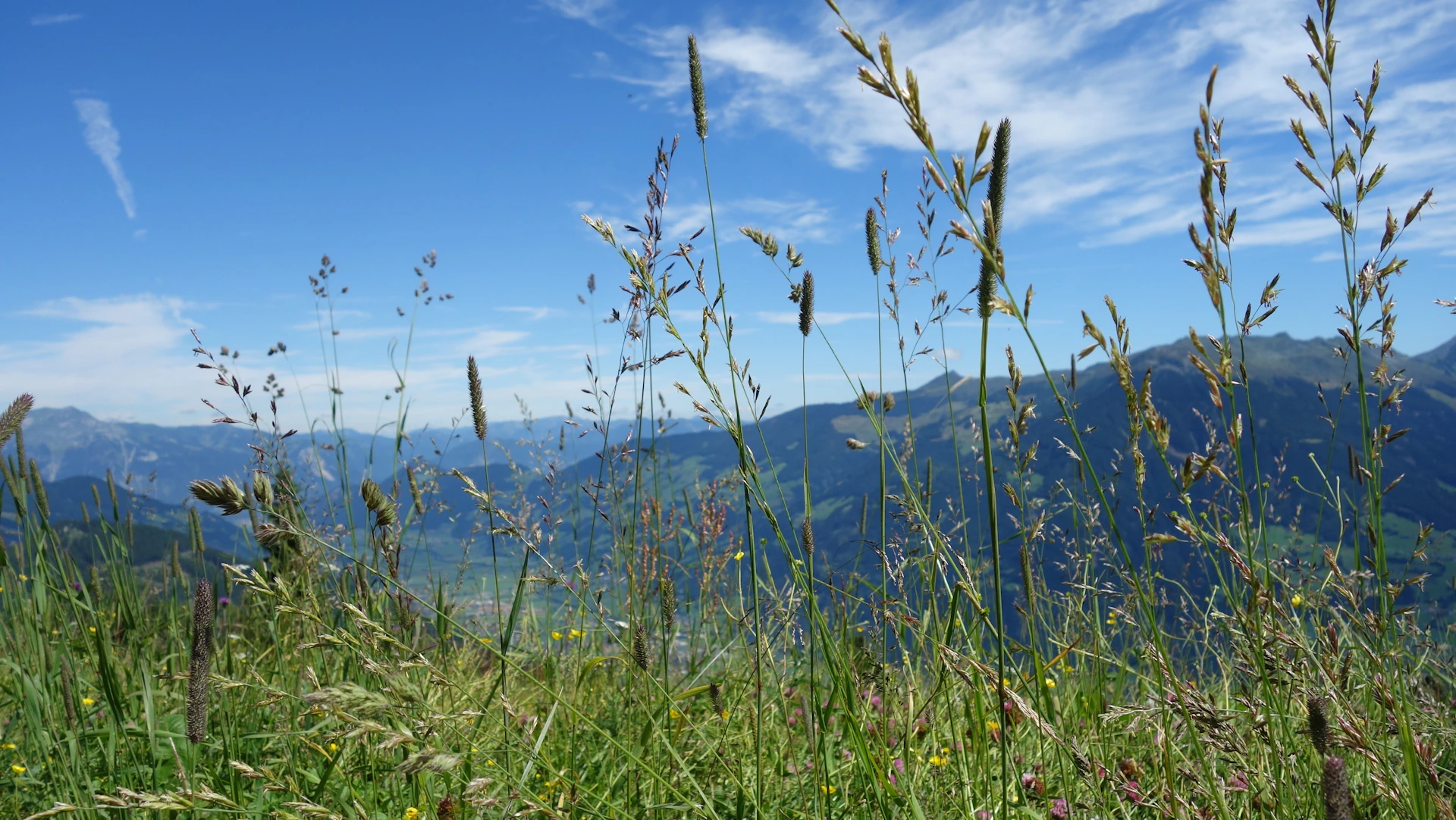 green grass field near body of water during daytime
