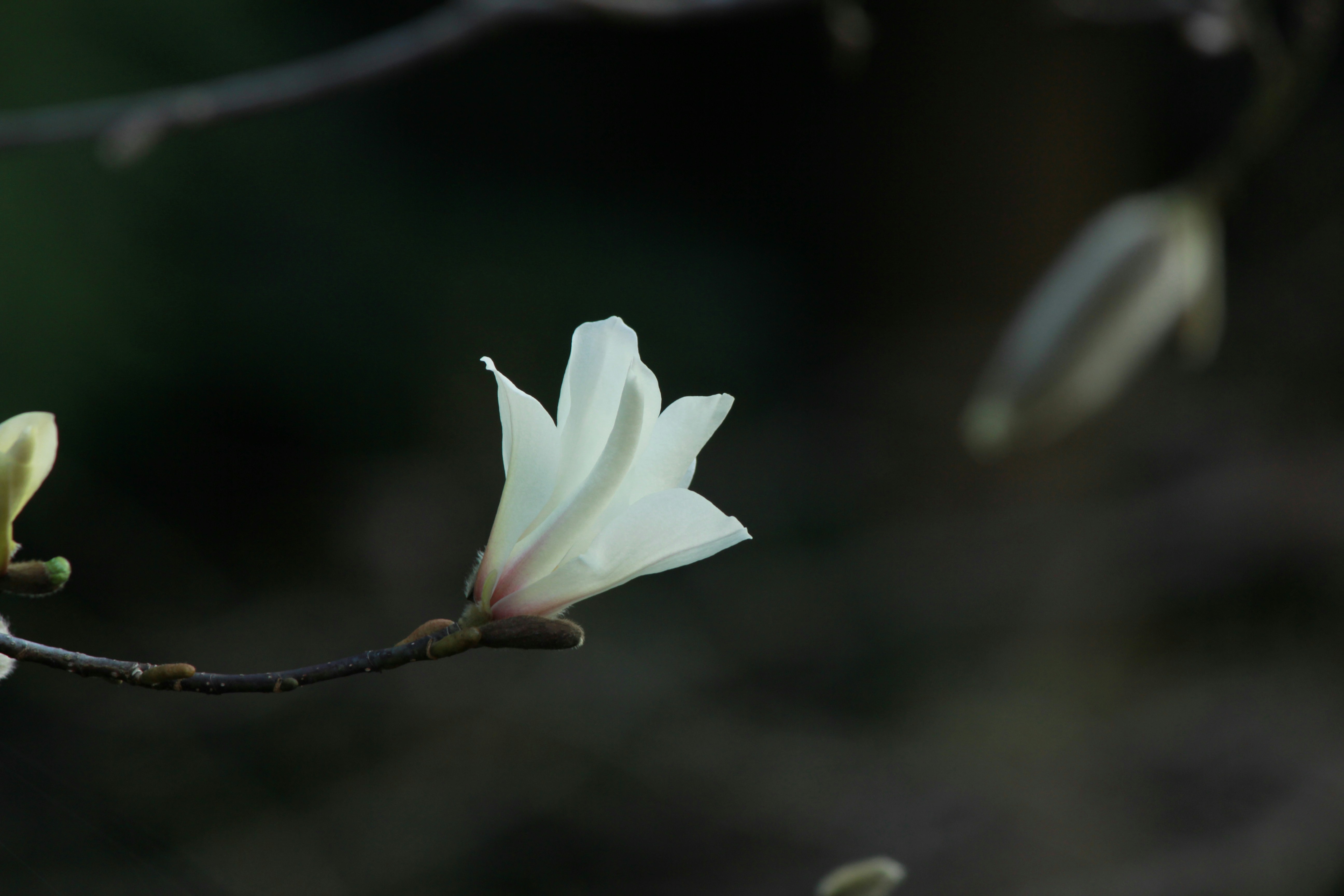 Photo by marvindee33