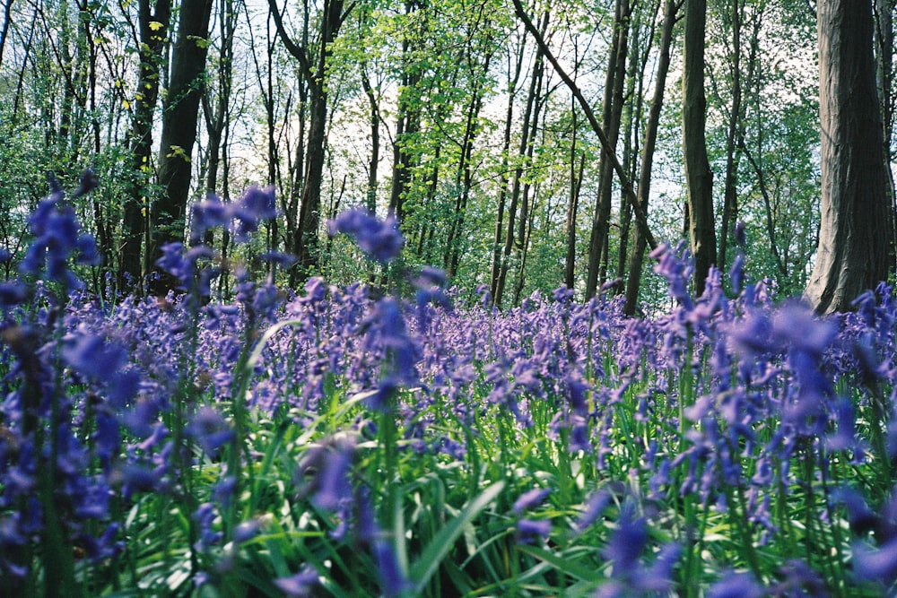 campo de flores roxas durante o dia