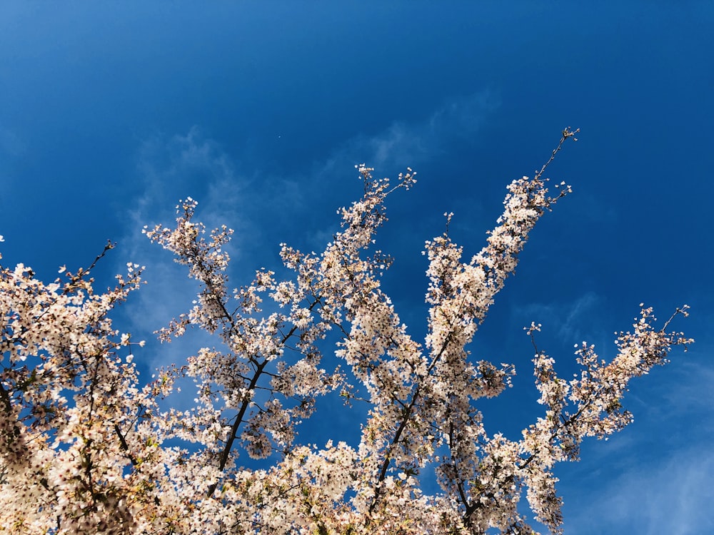 white cherry blossom under blue sky during daytime