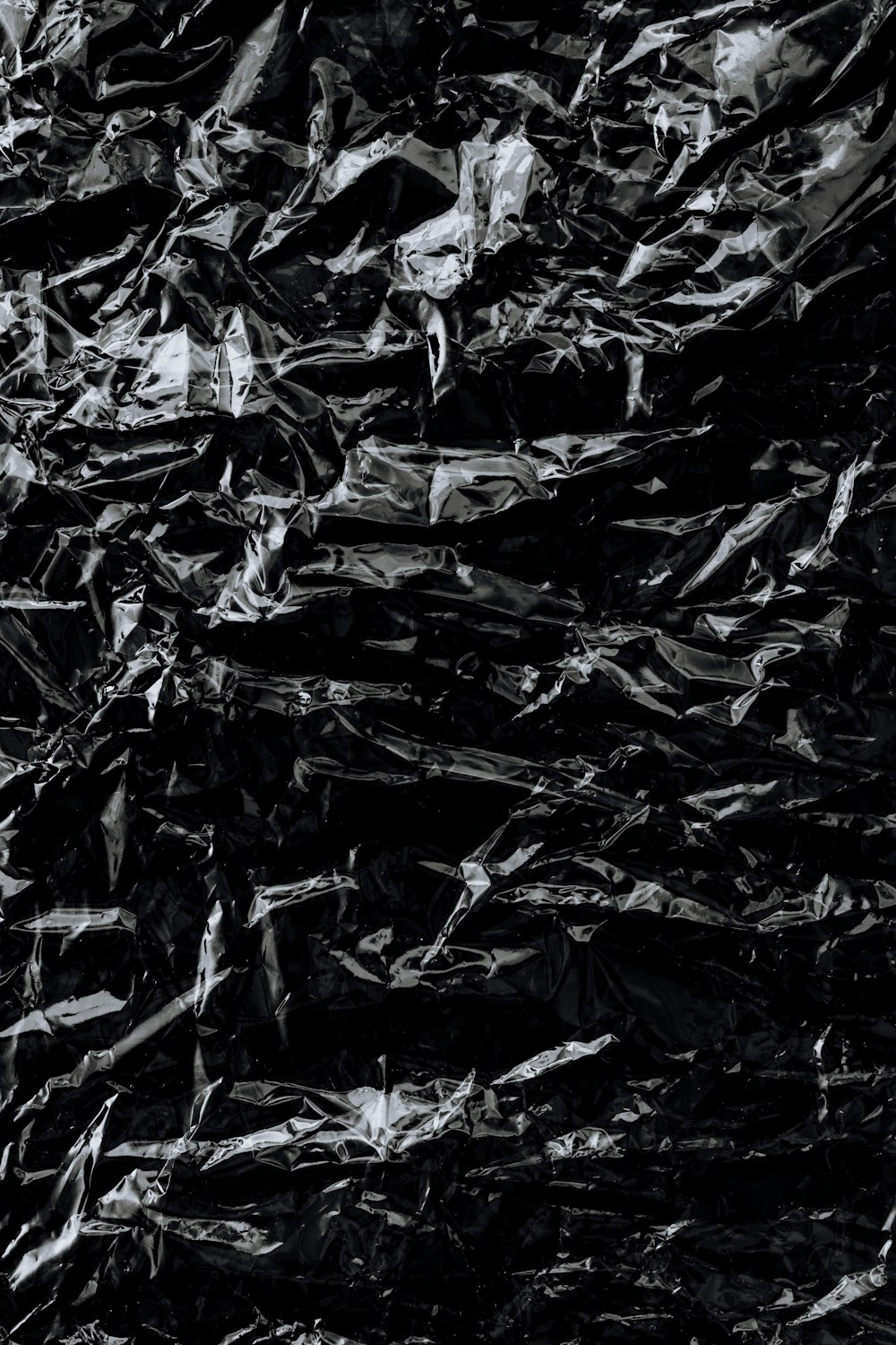black and white dried leaves