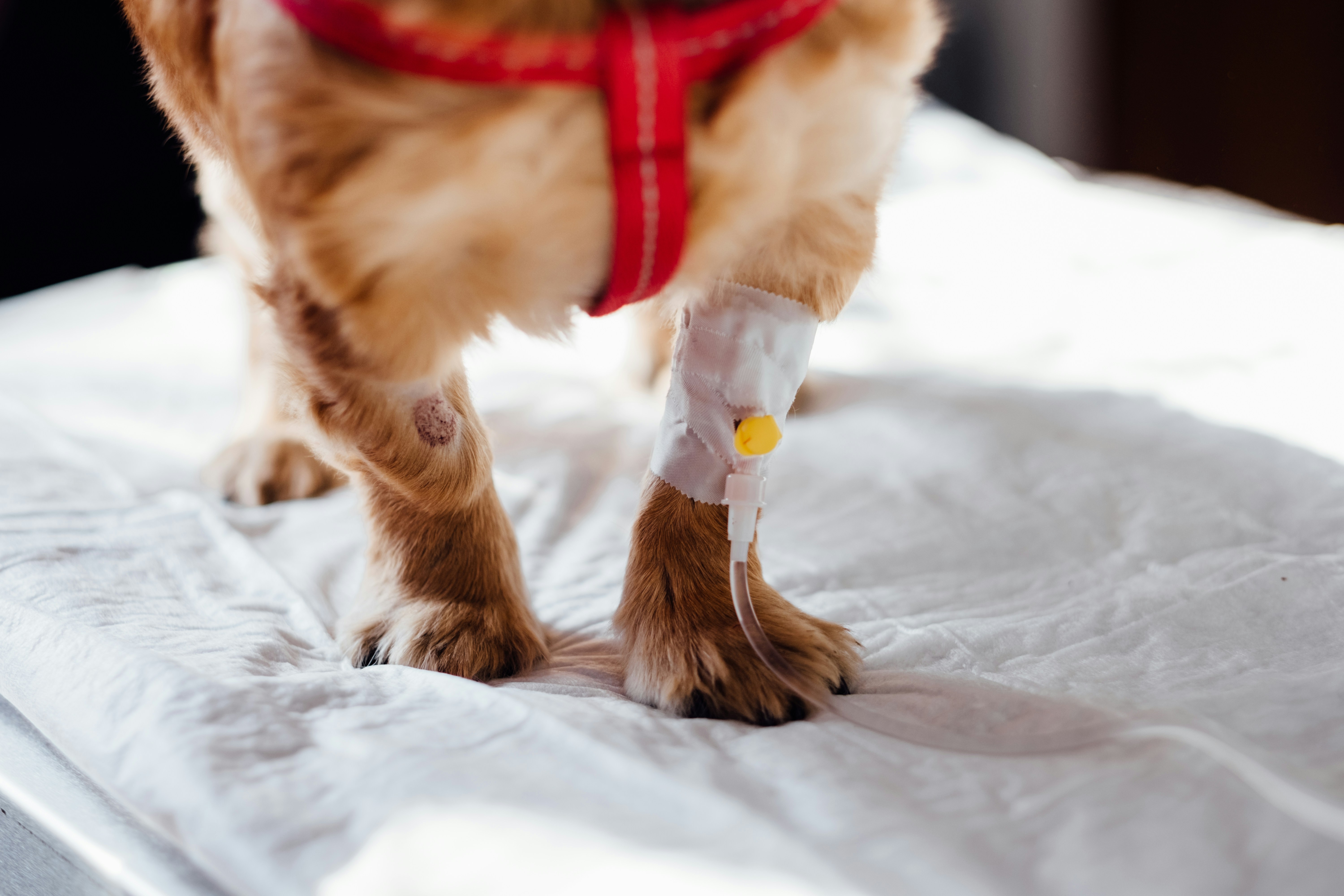 Dog Stitches: How to Care, Heal, and Manage Costs