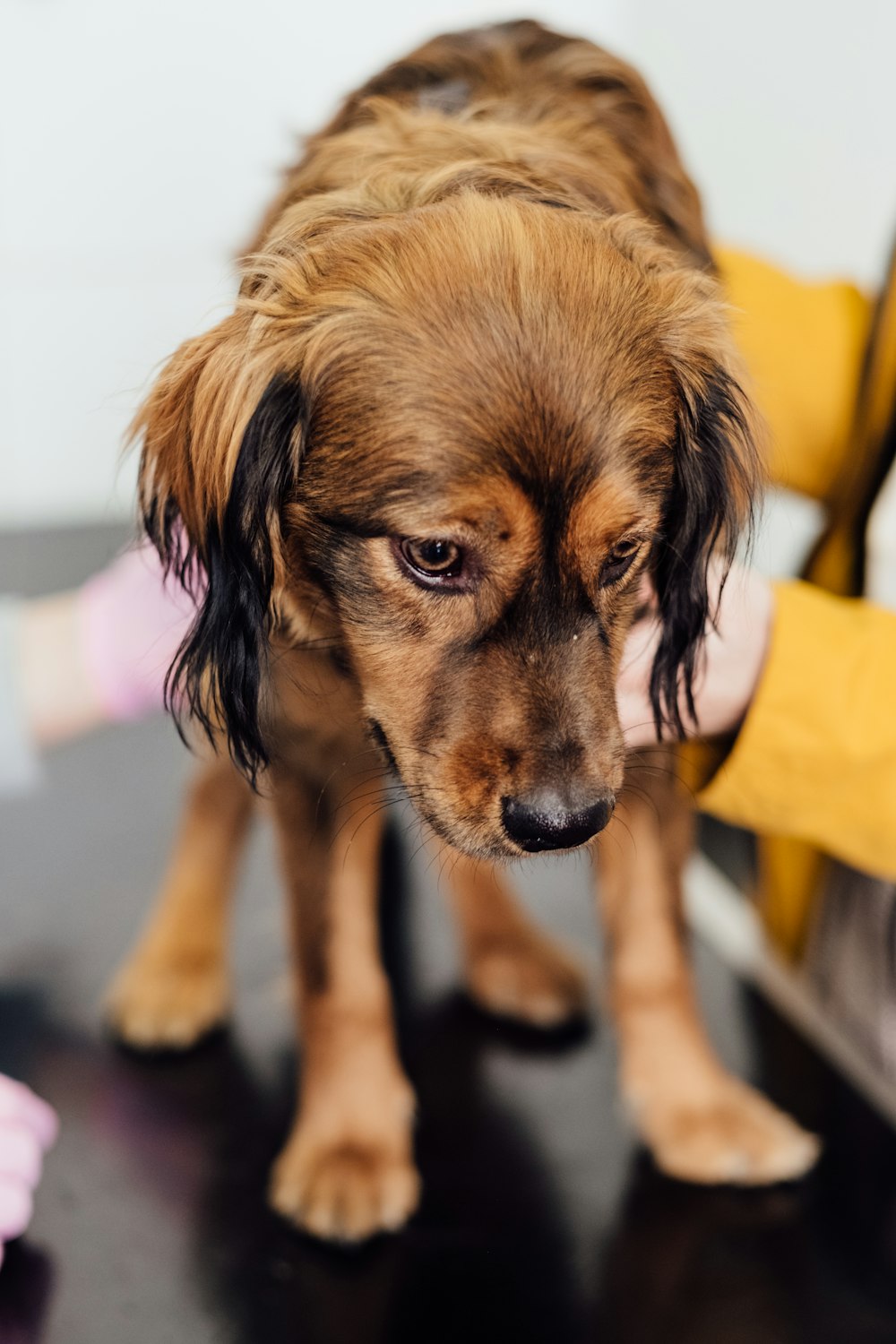 brown and black short coated puppy