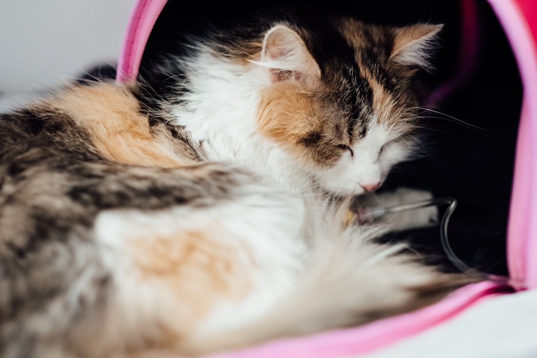 white orange and black cat