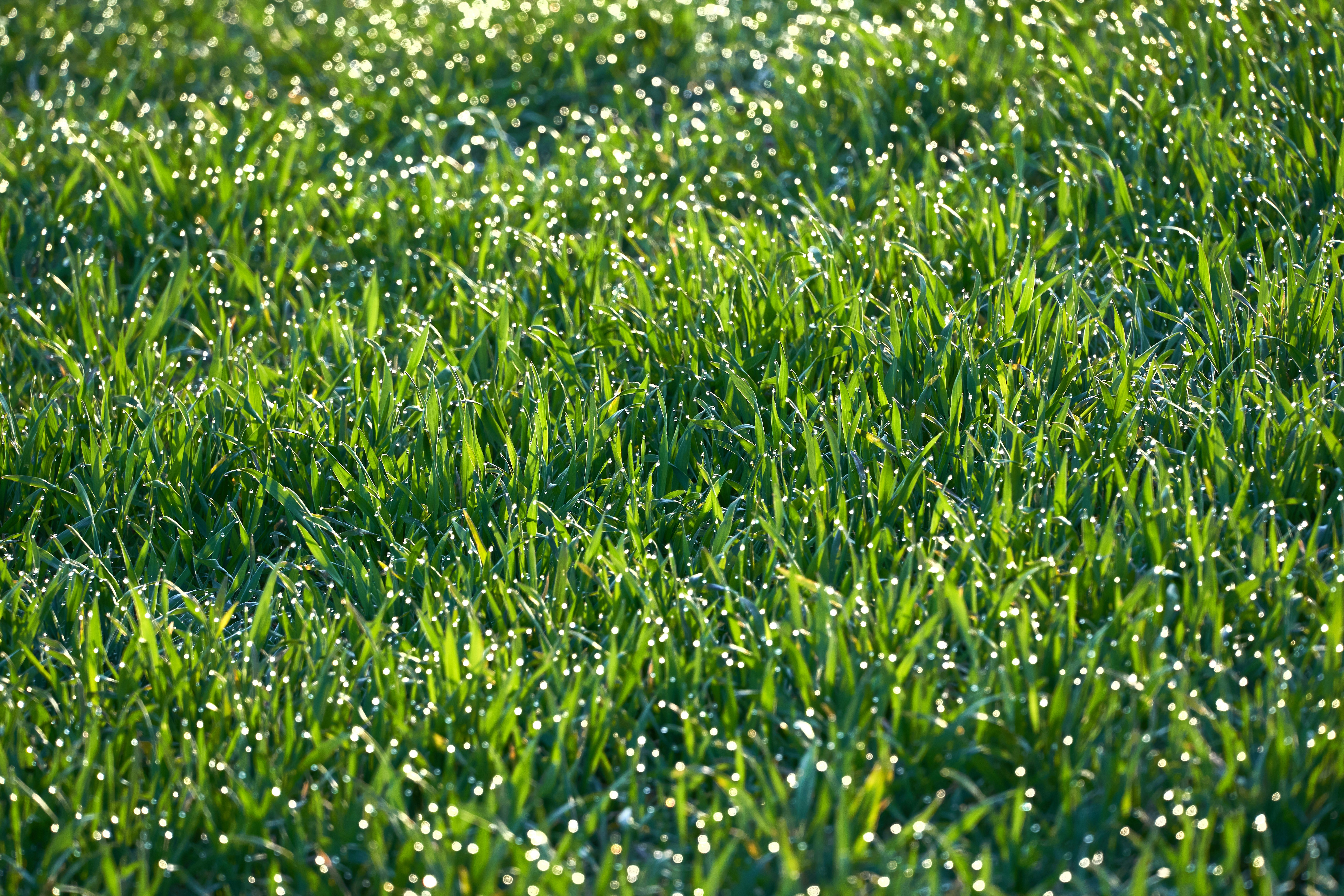 Photo by wolfgang_hasselmann