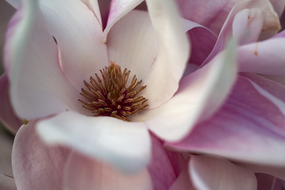 white and purple flower in macro photography