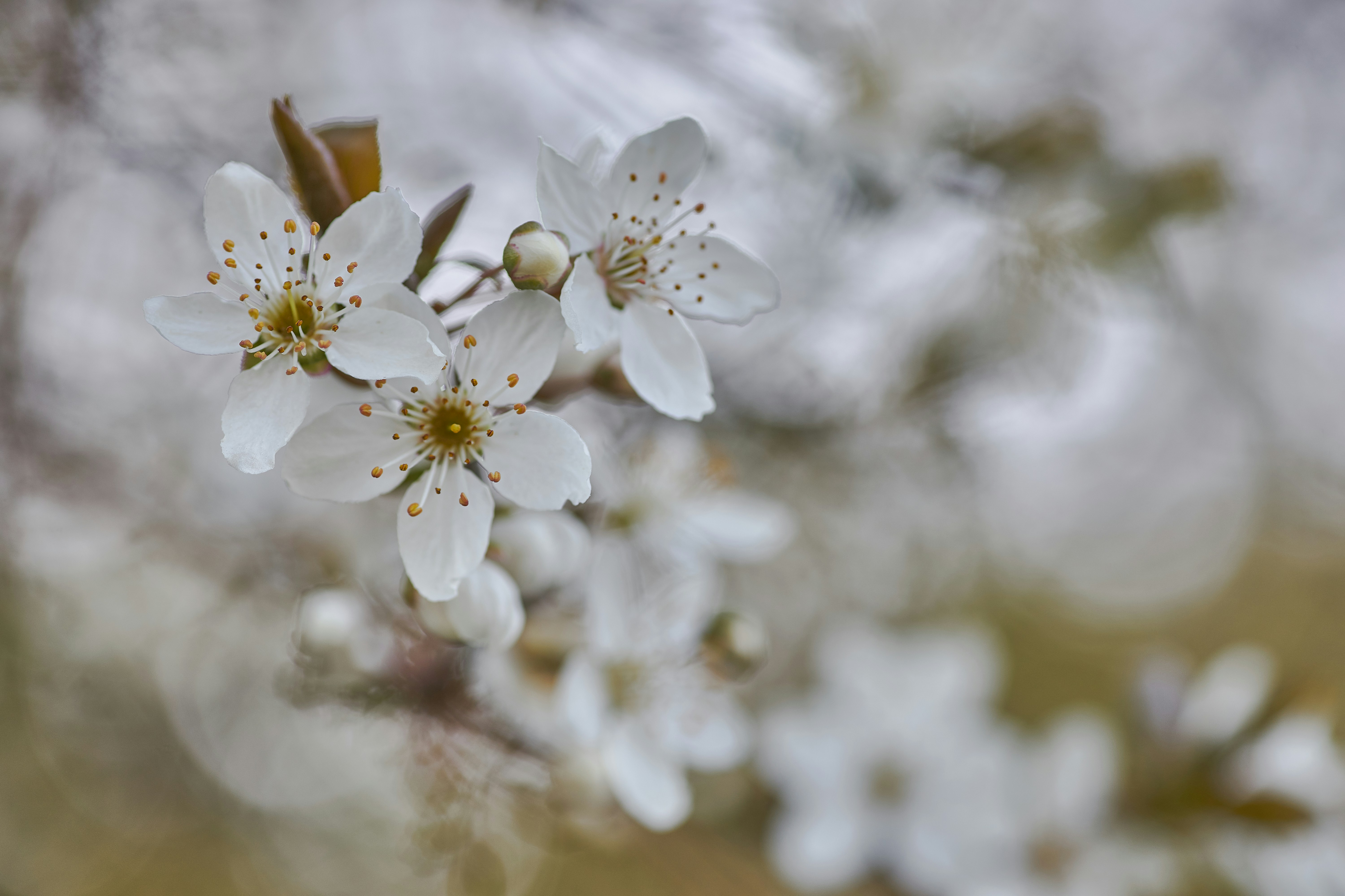 Photo by wolfgang_hasselmann