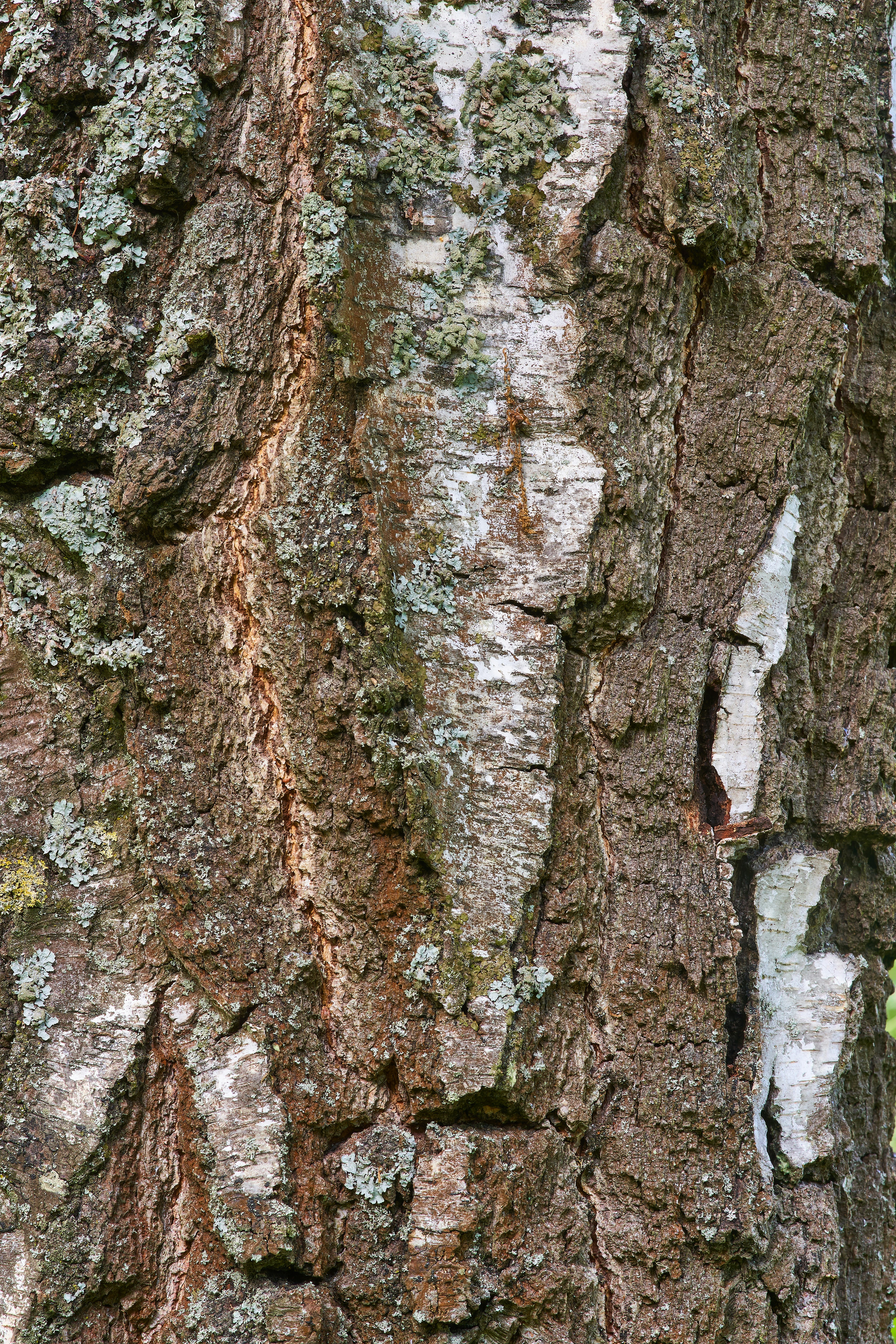 Photo by wolfgang_hasselmann