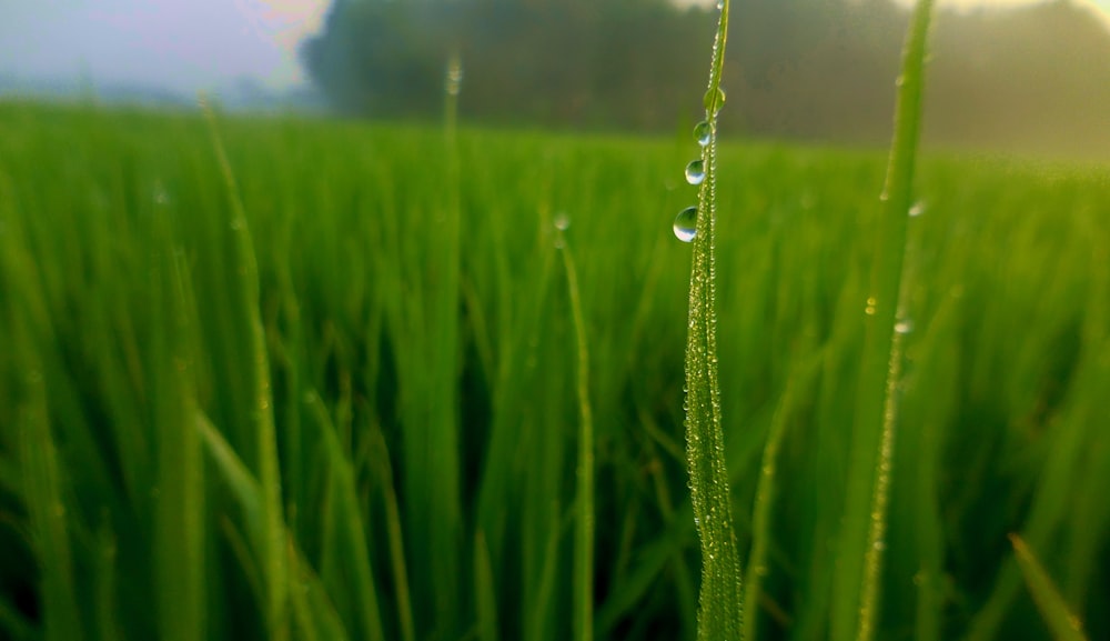 green grass with water droplets