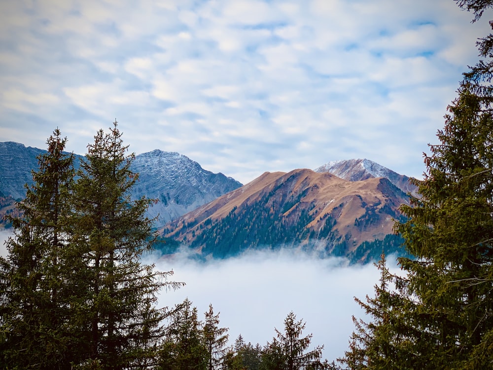 green trees near brown mountains under white clouds and blue sky during daytime