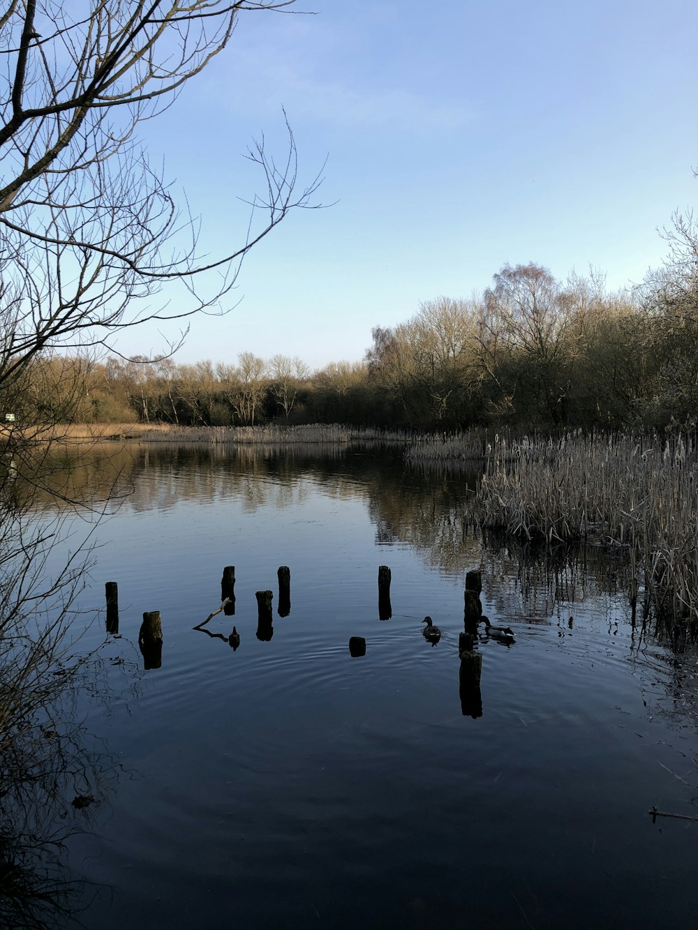 a body of water surrounded by trees and bushes