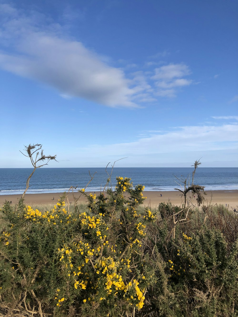 Una vista de una playa con flores amarillas en primer plano