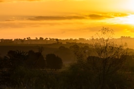 A tranquil landscape featuring a vibrant sunset with silhouettes of trees and shrubs in the foreground. The sky is filled with warm golden hues, casting a serene glow over the rolling hills in the distance.