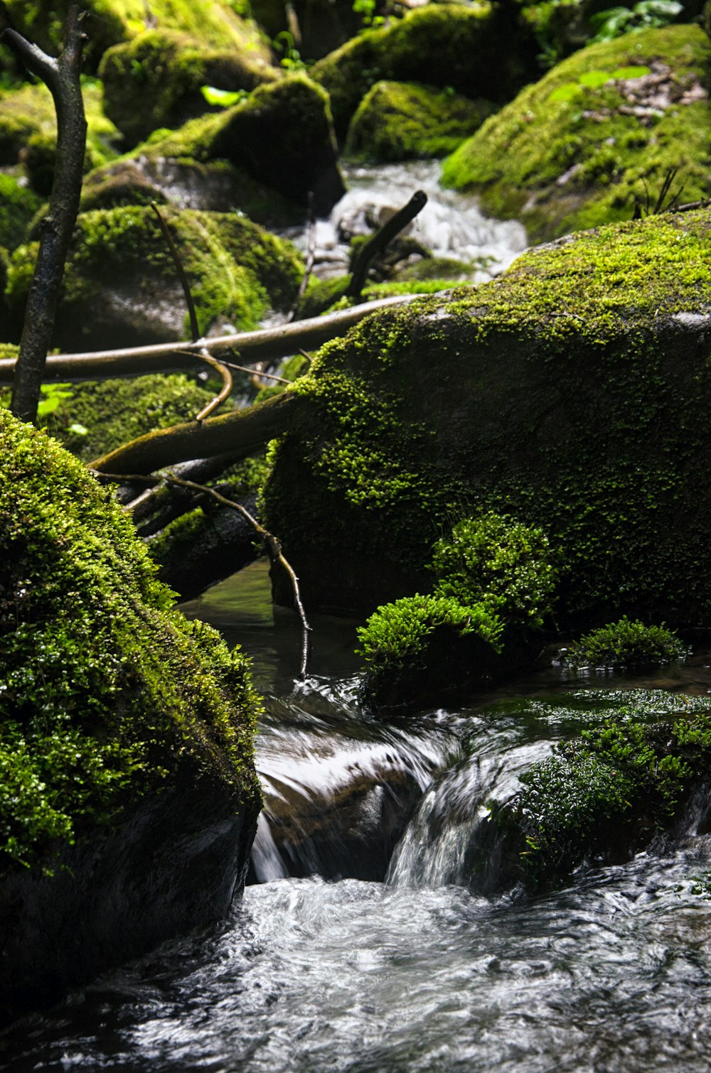 green moss on brown tree branch near river during daytime